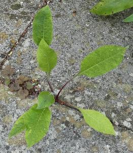 Cephalaria gigantea (4)