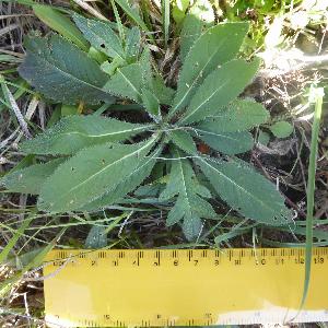 Knautia arvensis (1)