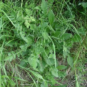 Knautia arvensis (2)