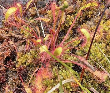 Drosera anglica