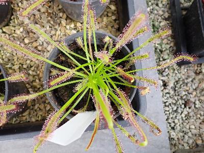 Drosera capensis