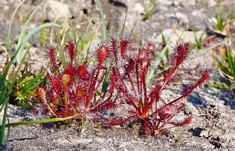 Drosera intermadia