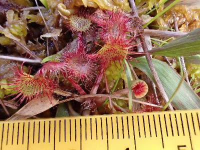 Drosera rotundifolia