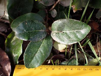 Elaeagnus umbellata