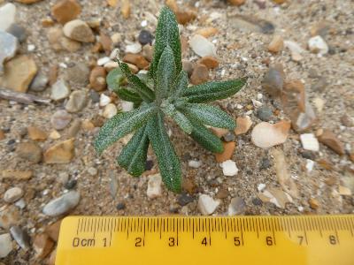 Hippophae rhamnoides