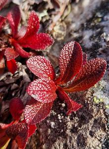 Arctostaphylos alpinus (1)