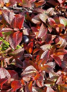 Arctostaphylos alpinus (2)