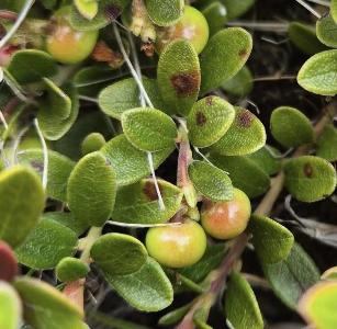 Arctostaphylos uva-ursi