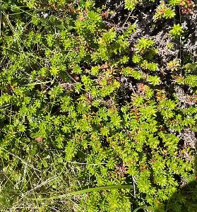 Empetrum nigrum ssp hermaphroditum