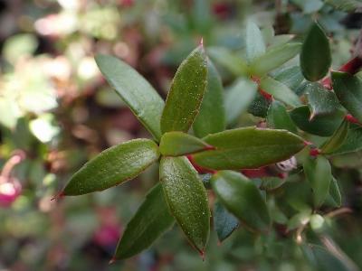 Gaultheria mucronata