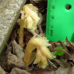 Hypopitys monotropa (1)