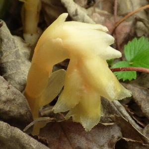 Hypopitys monotropa (2)