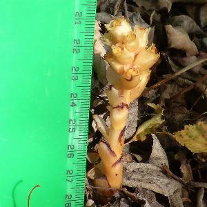 Hypopitys monotropa (3)
