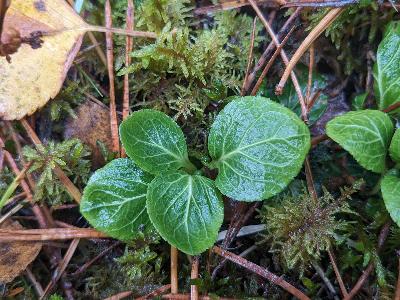 Moneses uniflora (1)