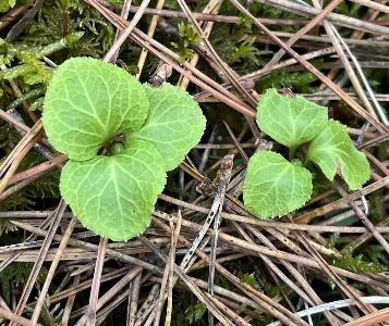Moneses uniflora (2)