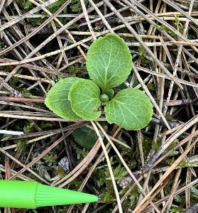 Moneses uniflora (3)