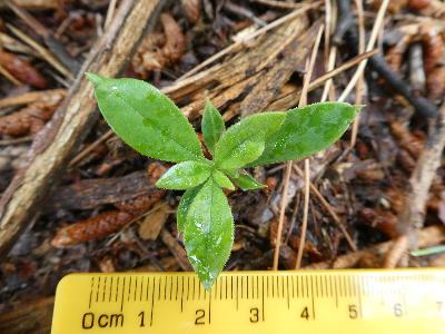 Rhododendron ponticum