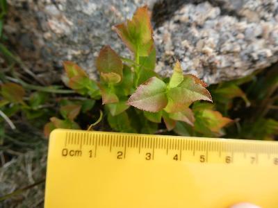 Vaccinium myrtillus