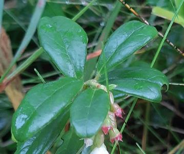 Vaccinium vitis-idaea (1)