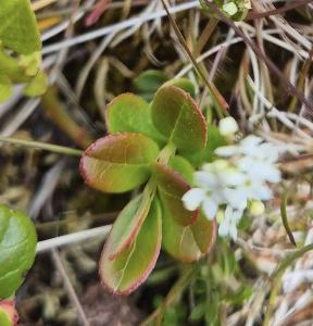 Vaccinium vitis-idaea (2)