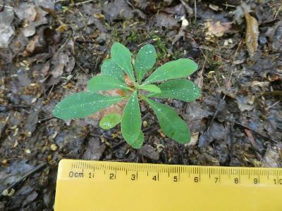 Euphorbia amygdaloides ssp amygdaloides