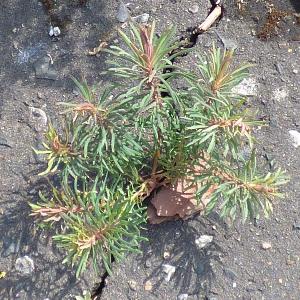 Euphorbia cyparissias