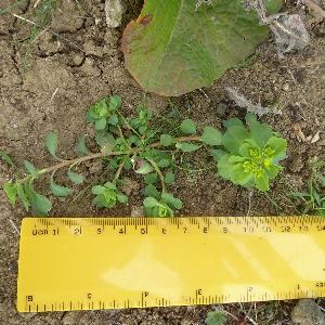 Euphorbia helioscopia (1)