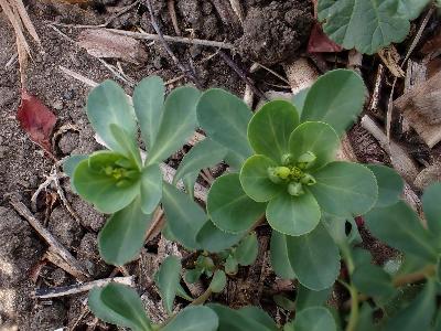 Euphorbia helioscopia (2)