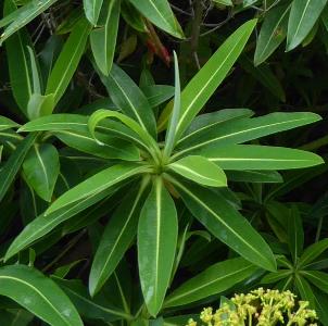 Euphorbia mellifera
