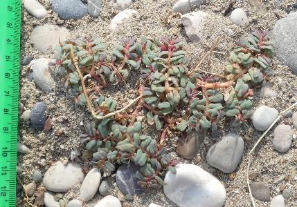 Euphorbia peplis (1)