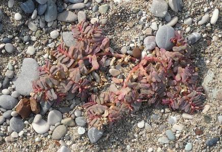 Euphorbia peplis (2)