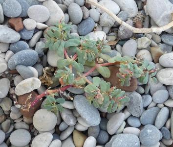 Euphorbia peplis (3)