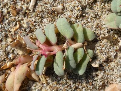 Euphorbia peplis (4)