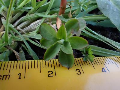 Euphorbia platyphyllos (1)