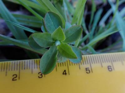 Euphorbia platyphyllos (2)