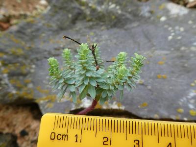 Euphorbia portlandica