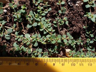 Euphorbia serpens (1)