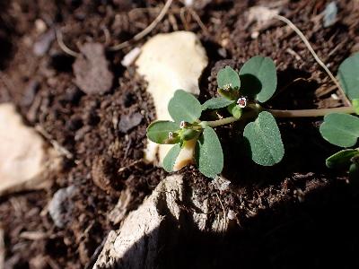 Euphorbia serpens (2)
