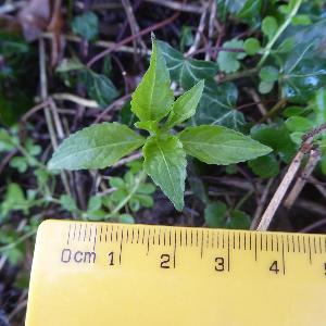 Mercurialis perennis