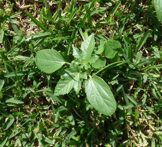 Ricinus communis (1)