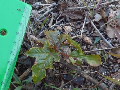 Ricinus communis (2)