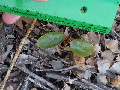 Ricinus communis (3)