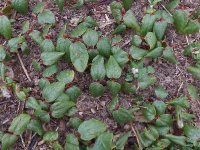 Ricinus communis (4)