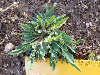 Anthyllis vulneraria