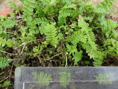 Astragalus alpinus (1)