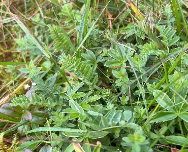 Astragalus alpinus (2)