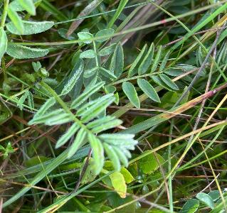 Astragalus alpinus (3)