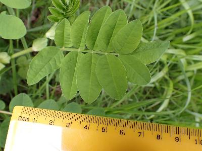 Astragalus glycyphyllos