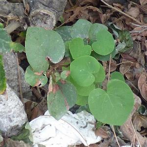 Cercis siliquastrum (1)