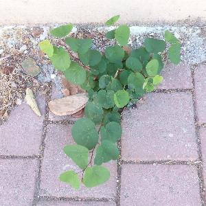 Cercis siliquastrum (2)